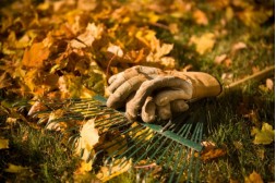 Herbsttipps für Ihren Garten I.