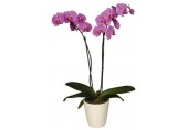 Töpfe für Orchideen