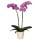 Töpfe für Orchideen