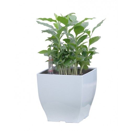 G21 Blumentopf mit Wasserspeicher Cube mini weiß 13,5 cm 6392570 G21 Blumentopf mit Wasserspeicher Cube mini weiß 13,5 cm 6392570