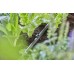 GARDENA Micro-Drip-System-Rohrhalter für Verteilerrohr 1/2" (10 Stk.) 13208-20