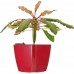 G21 Blumentopf mit Wasserspeicher Cube rot 22 cm 6392411