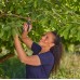 GARDENA PremiumCut Gartenschere für frisches Holz 12241-20