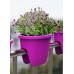 PLASTKON Geländerkasten Balconia Ovi 30 cm fuchsie