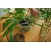 Fiskars Plant Care Pflanzenschere mit Halter, 19 cm 1075316 Fiskars Plant Care Pflanzenschere mit Halter, 19 cm 1075316