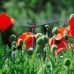 GARDENA Micro-Drip-System 6-Flächen-Sprühdüse (2 Stück) 1396-20