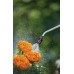 GARDENA Comfort Drucksprüher 5 L+Pumpsprüher 0,75l 11134-30