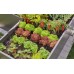 GARDENA MDS Tropfbewässerung-Set Hochbeet/Beet 35 Pflanzen 13455-20