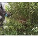 MAKITA UH007GZ Akku-Heckenschere Li-ion XGT 40V, Ohne Akku oder Ladegerät