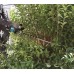 Makita UH006GM201 Akku-Heckenschere 600mm, Li-ion XGT (40V/2x 4,0 Ah)