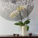 Pflanzkübel COUBI Blumentopf Pflanzbehälter mit Einsatz viereckig 10l, creme DUW200