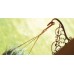 PROSPERPLAST Wandblumenhalter 20 x 23 cm AKANT terakkotta IWA-R624