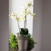 PROSPERPLAST CITY Blumentopf mit Spitze 18,0 cm steingrau DCIT180
