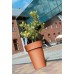 PROSPERPLAST Pflanzkübel rund LOFLY SLIM 4,8 l fuchsie DLOFS200