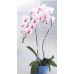 PROSPERPLAST Orchideenstab Coubi 55 cm transparent-pink ISTC02