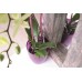 PROSPERPLAST Orchideenstab Coubi 55 cm transparent-grün ISTC02