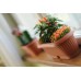 PROSPERPLAST TERRA Balkonkasten 2,5l terracotta DCK2