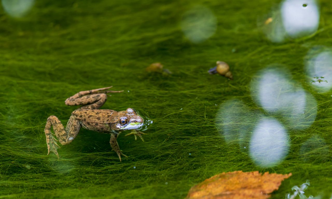 Frosch in einem gereinigten Teich